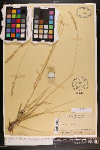 Poa nemoralis image
