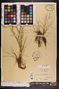 Alopecurus fulvus image