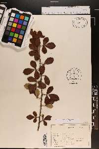 Berberis canadensis image