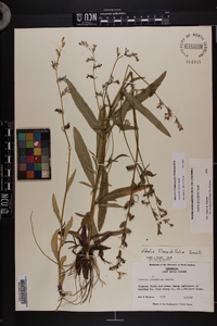 Lobelia flaccidifolia image