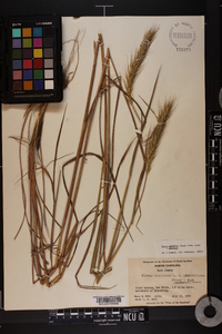 Elymus glabriflorus image