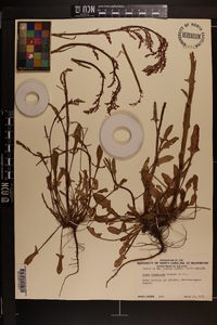 Rumex hastatulus image