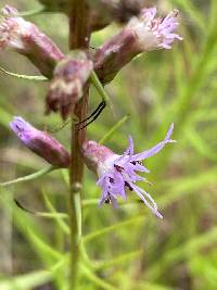 Liatris spicata image