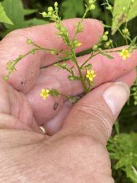 Linum striatum image