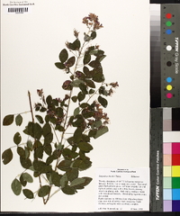 Lespedeza bicolor image