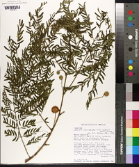 Leucaena leucocephala subsp. glabrata image