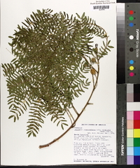 Leucaena leucocephala subsp. glabrata image