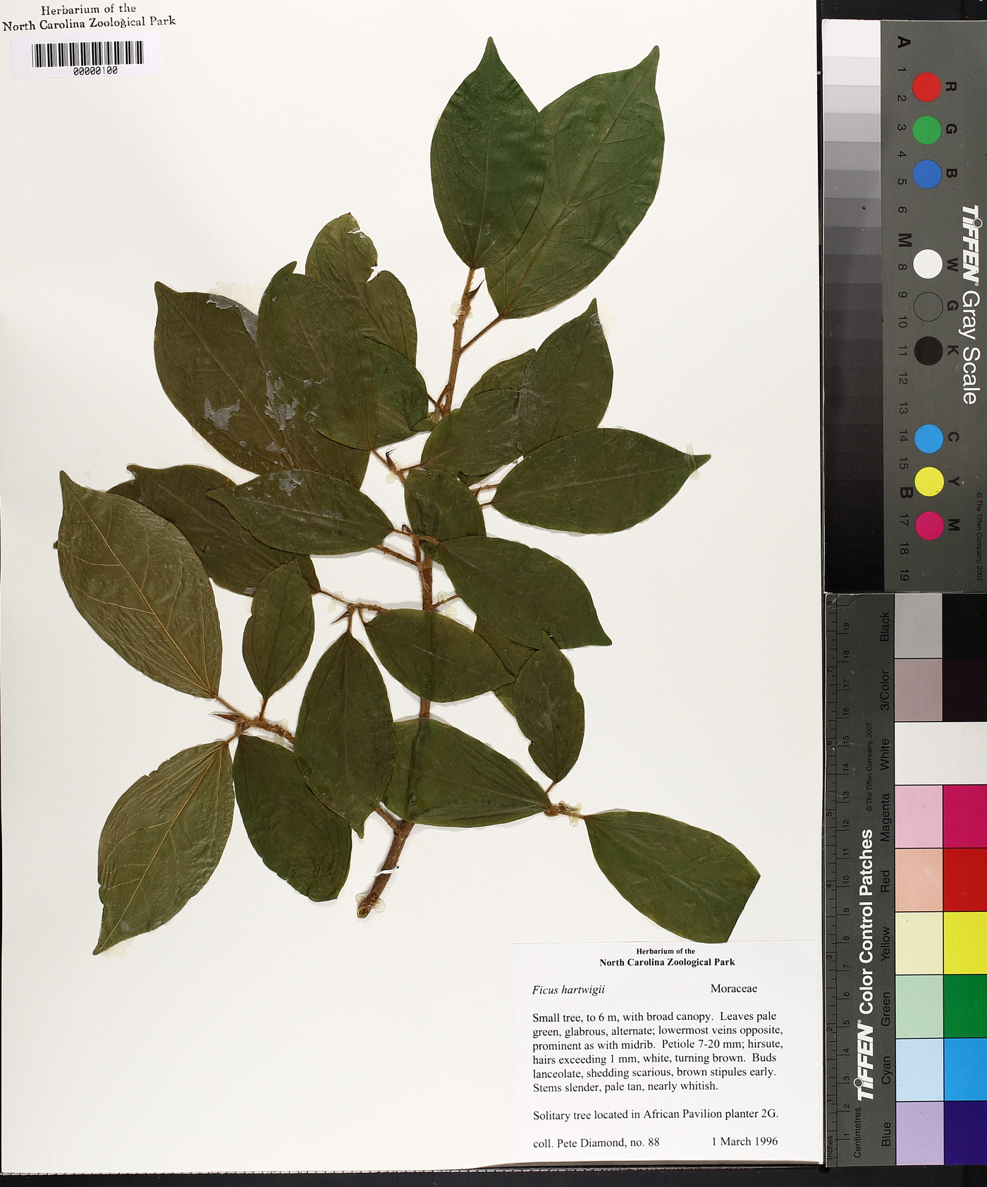 Ficus hartwegii image