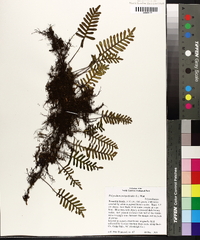 Polypodium polypodioides image