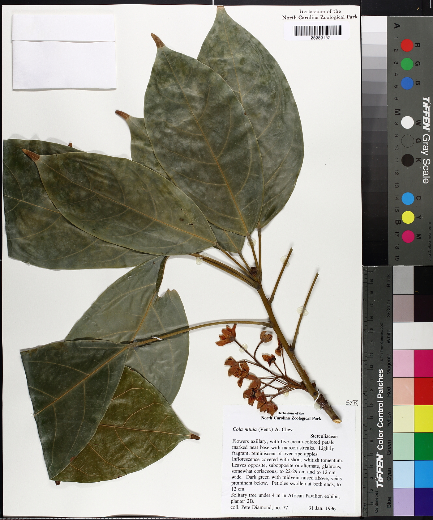 Cola nitida image