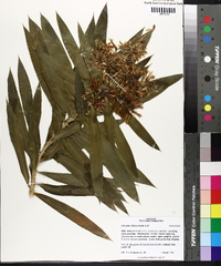 Dracaena reflexa image