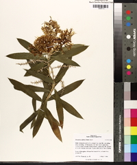 Dracaena reflexa image