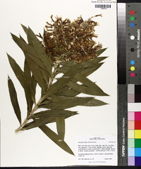 Dracaena reflexa image