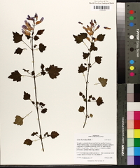 Plectranthus thyrsoideus image