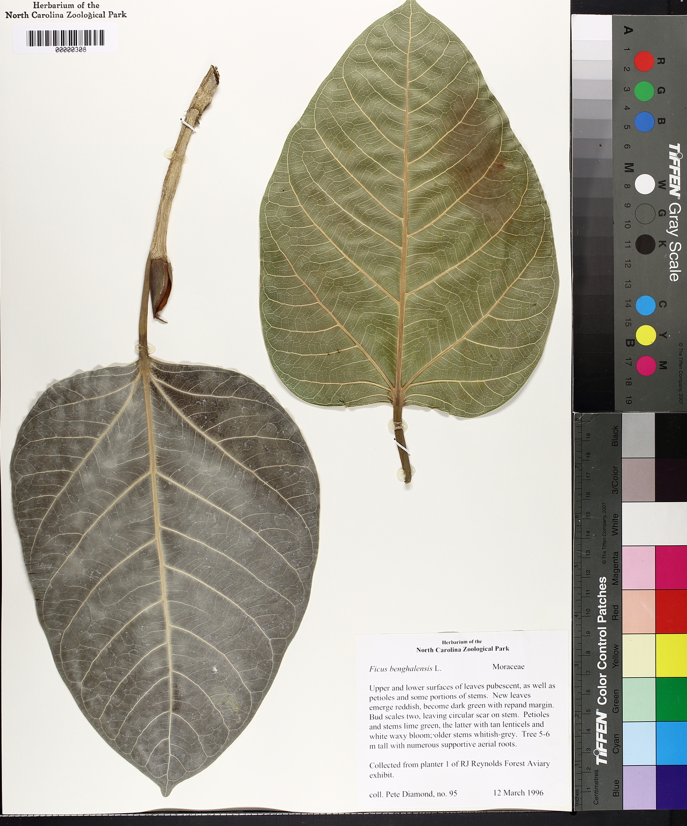 Ficus benghalensis image