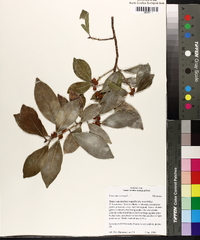 Ficus microcarpa image