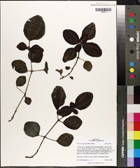 Pilea involucrata image