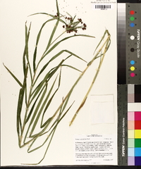 Scirpus polyphyllus image