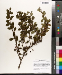 Berberis thunbergii image