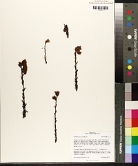 Hypopitys monotropa image