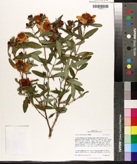 Hypericum frondosum image