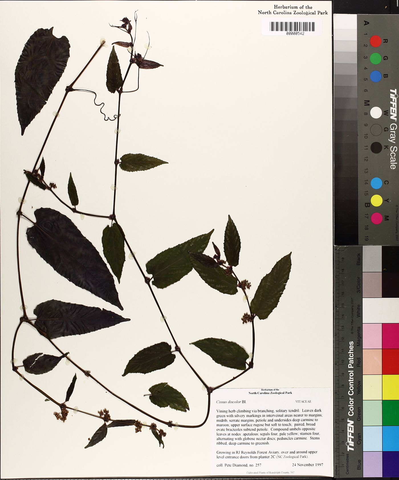 Cissus javana image