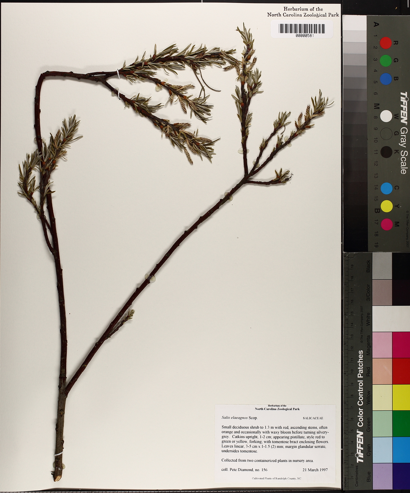 Salix elaeagnos image
