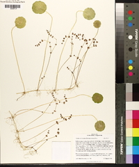 Hydrocotyle verticillata image