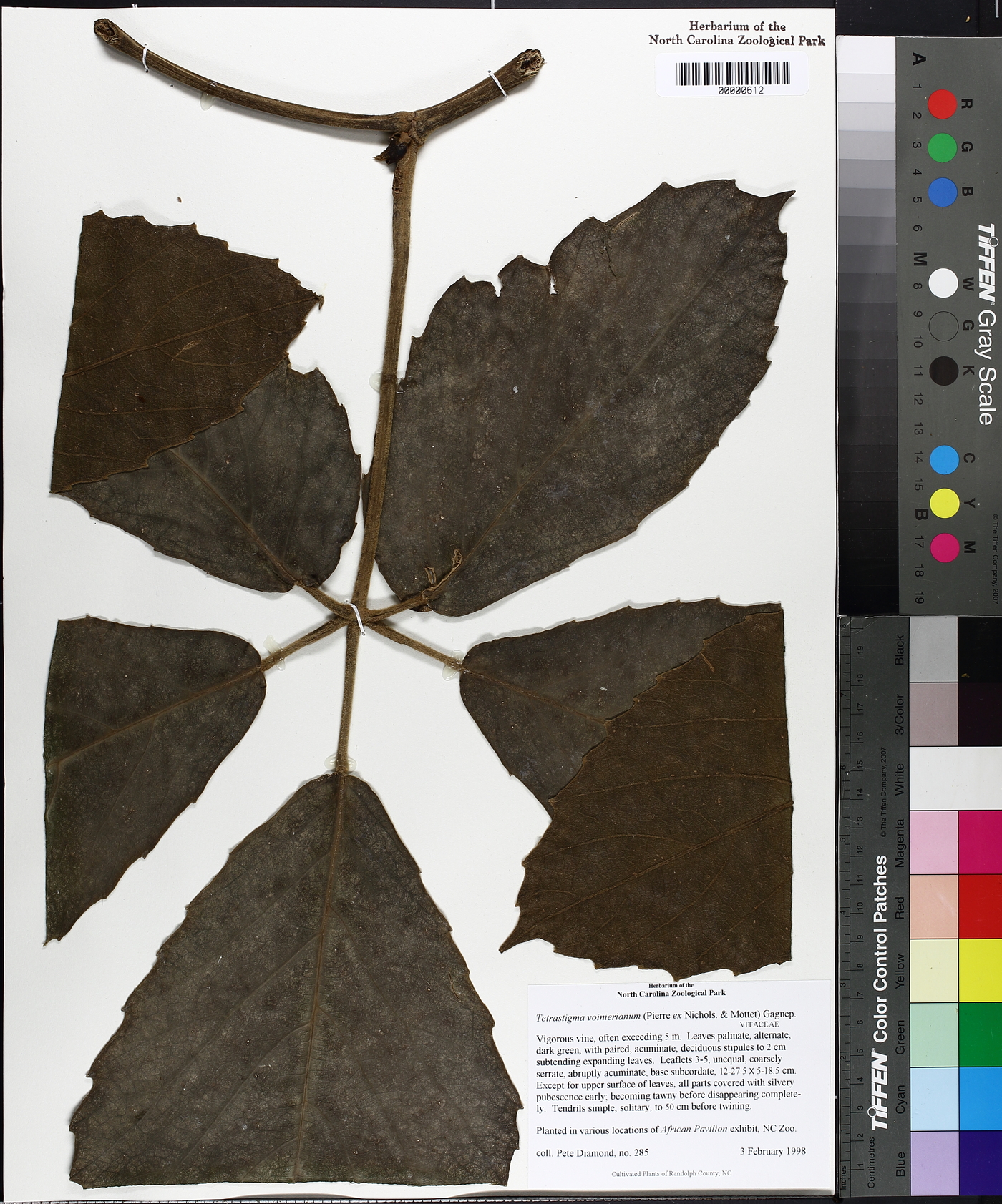 Tetrastigma voinierianum image