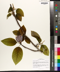 Magnolia acuminata image