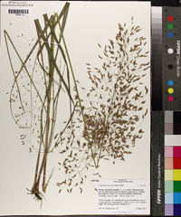 Eragrostis trichodes image