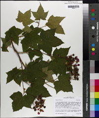 Rubus odoratus image