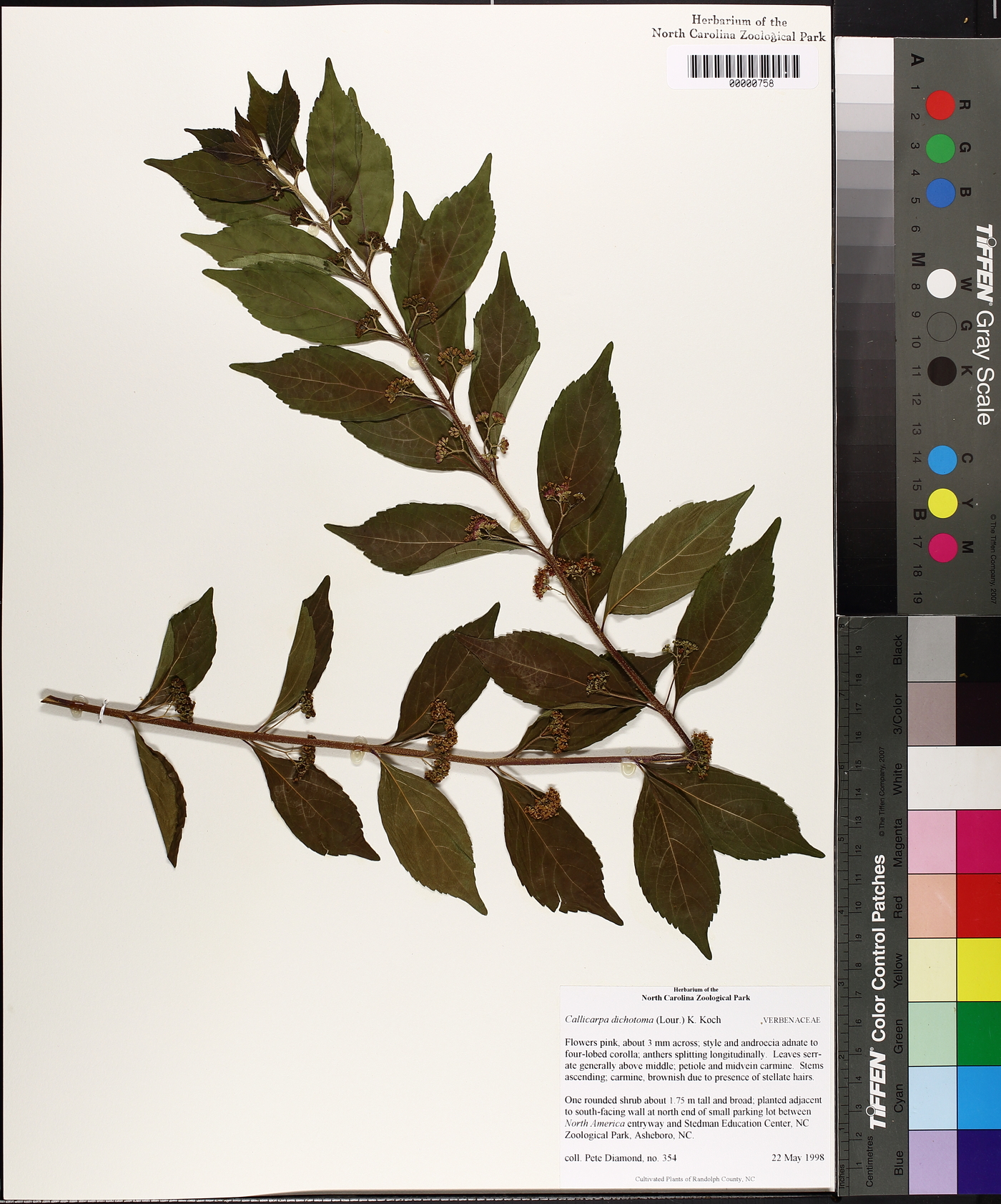 Callicarpa dichotoma image