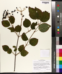 Viburnum dentatum var. lucidum image