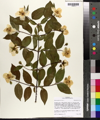 Philadelphus inodorus image