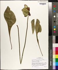 Sarracenia purpurea var. purpurea image
