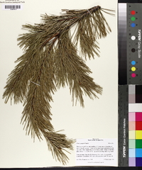 Pinus pungens image