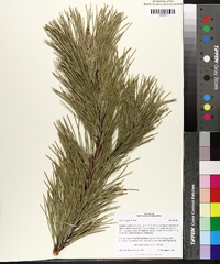 Pinus rigida image