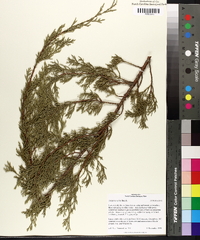 Juniperus ashei image