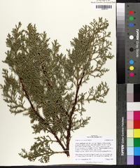 Cupressus arizonica image