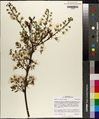 Xanthoceras sorbifolium image