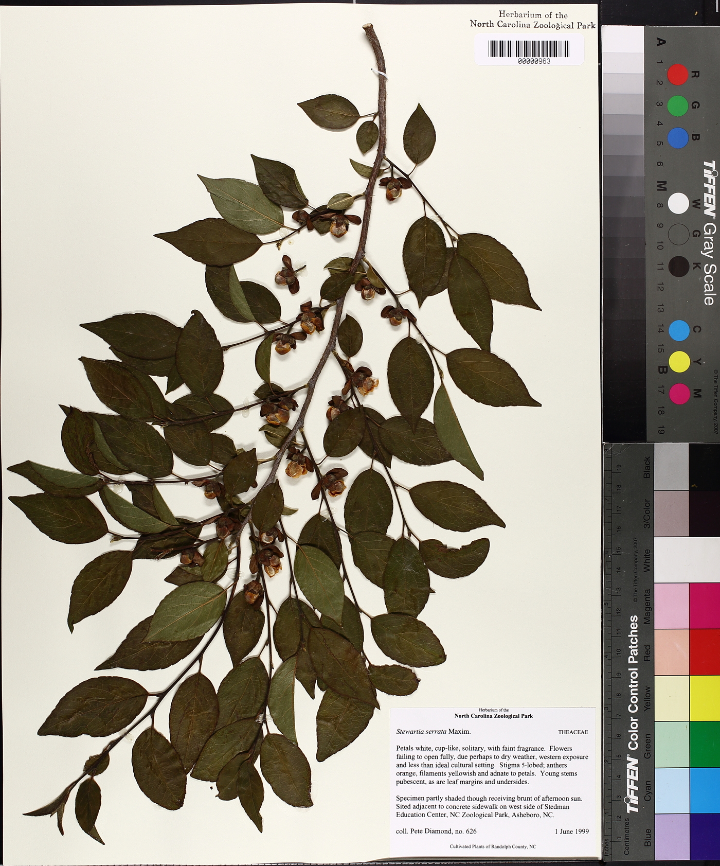 Stewartia serrata image
