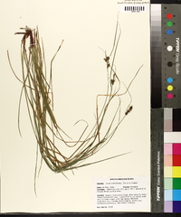 Carex complanata image