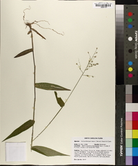 Dichanthelium boscii image