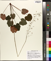 Heuchera americana image