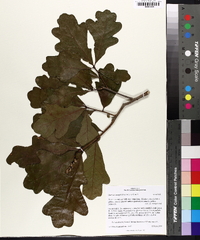 Quercus margarettiae image