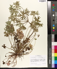 Geranium carolinianum var. carolinianum image