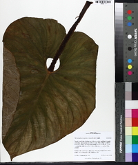 Philodendron fragrantissimum image