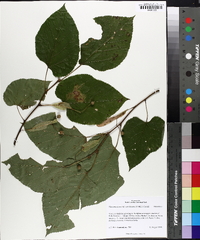 Tilia americana var. caroliniana image