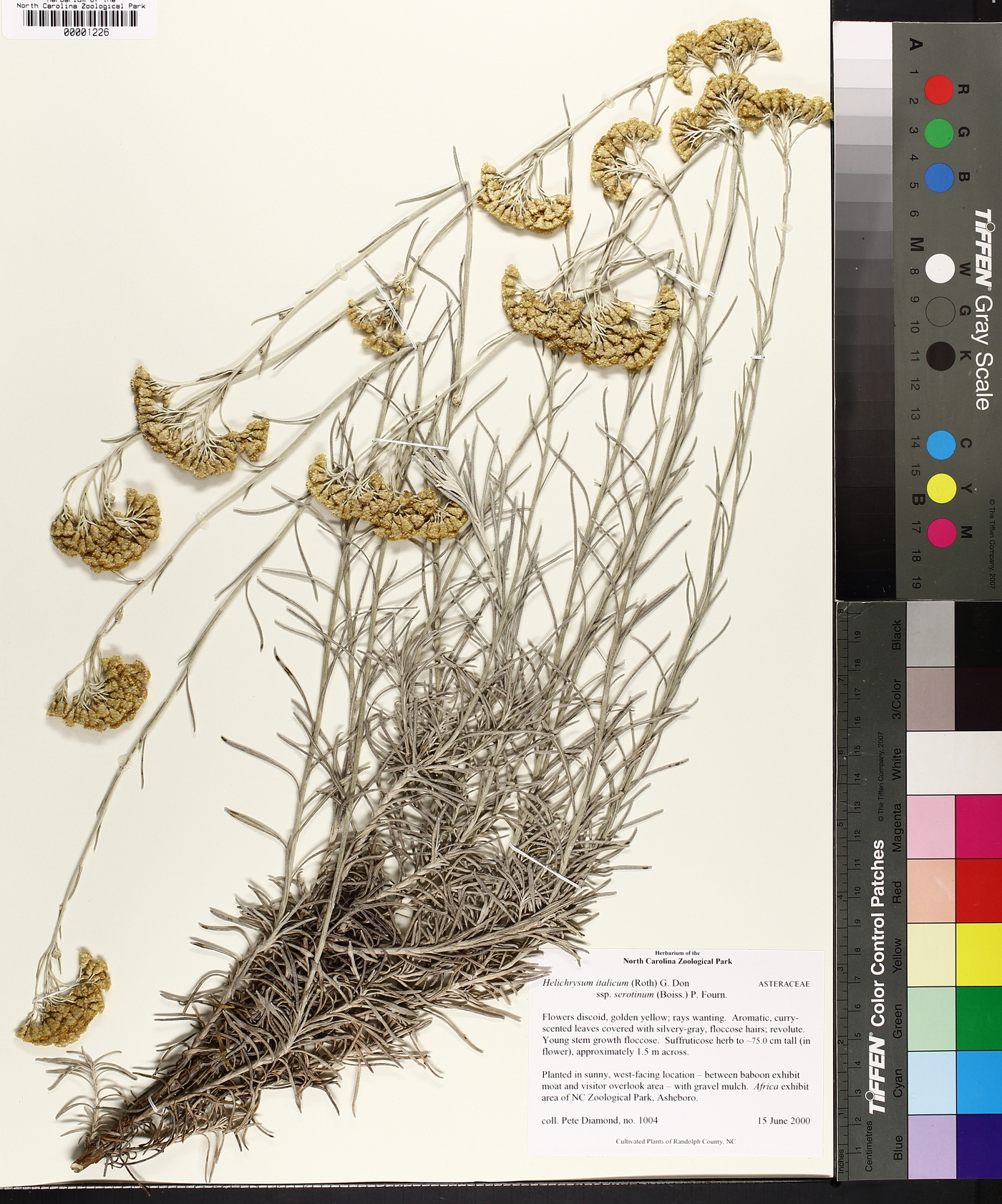 Helichrysum italicum subsp. serotinum image